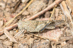 Trimerotropis occidentalis