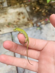 Anolis carolinensis