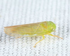 Chlorotettix unicolor