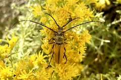 Crossidius suturalis