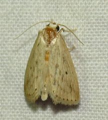 Amolita obliqua