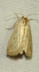 Amolita obliqua
