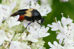 Macrosiagon flavipennis