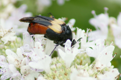 Macrosiagon flavipennis