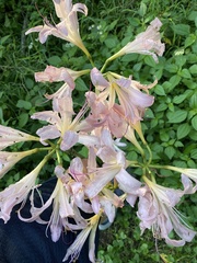 Amaryllis belladonna