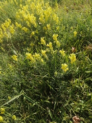 Linaria vulgaris