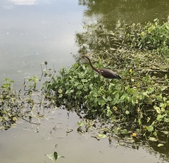 Egretta tricolor image