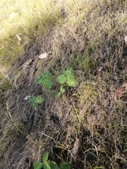 Trifolium pratense