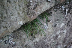 Dendrobium striolatum