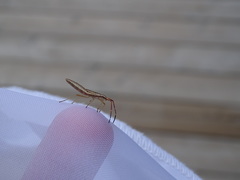 Protenor belfragei