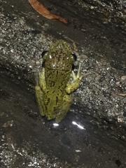 Triprion spatulatus