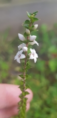 Epacris gunnii