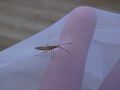 Protenor belfragei