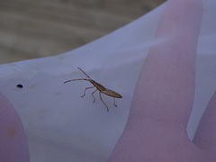 Protenor belfragei