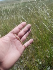 Hesperostipa curtiseta