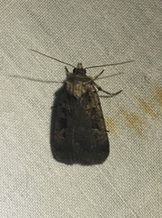 Pseudohermonassa tenuicula