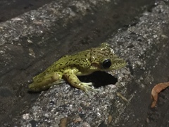 Triprion spatulatus