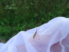 Protenor belfragei