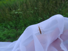 Protenor belfragei