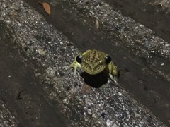 Triprion spatulatus