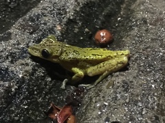 Triprion spatulatus