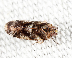 Catonia cinctifrons