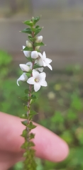 Epacris gunnii