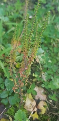 Epacris gunnii