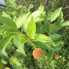 Cephalanthus occidentalis
