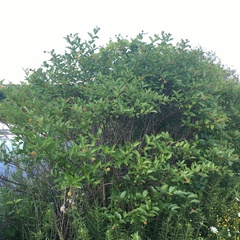 Cephalanthus occidentalis