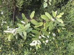 Asclepias syriaca