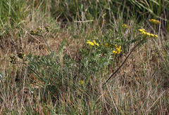 Lomatium caruifolium caruifolium