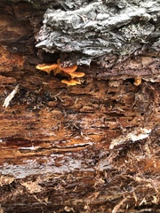 Xeromphalina enigmatica