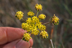 Lomatium caruifolium caruifolium