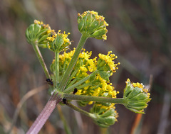 Lomatium caruifolium caruifolium