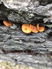 Xeromphalina enigmatica