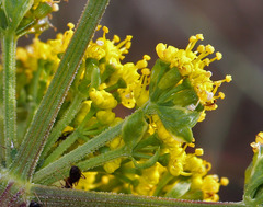 Lomatium caruifolium caruifolium