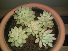 × Graptosedum