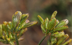 Lomatium caruifolium caruifolium
