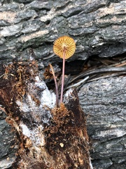 Xeromphalina enigmatica