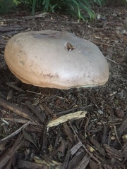 Tylopilus plumbeoviolaceus