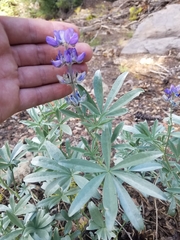 Lupinus argenteus palmeri