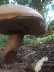 Tylopilus plumbeoviolaceus