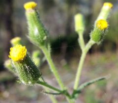 Senecio lividus