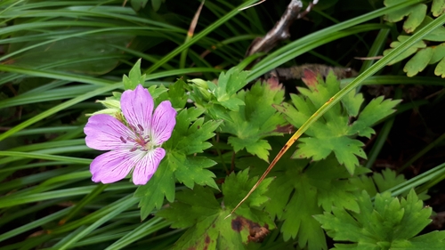 Geranium shikokianum observed 2020-08-09