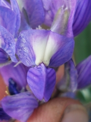 Lupinus argenteus palmeri