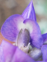 Lupinus argenteus palmeri