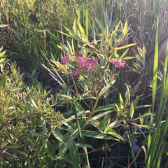 Asclepias incarnata