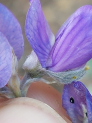 Lupinus argenteus palmeri