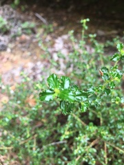 Ceanothus foliosus